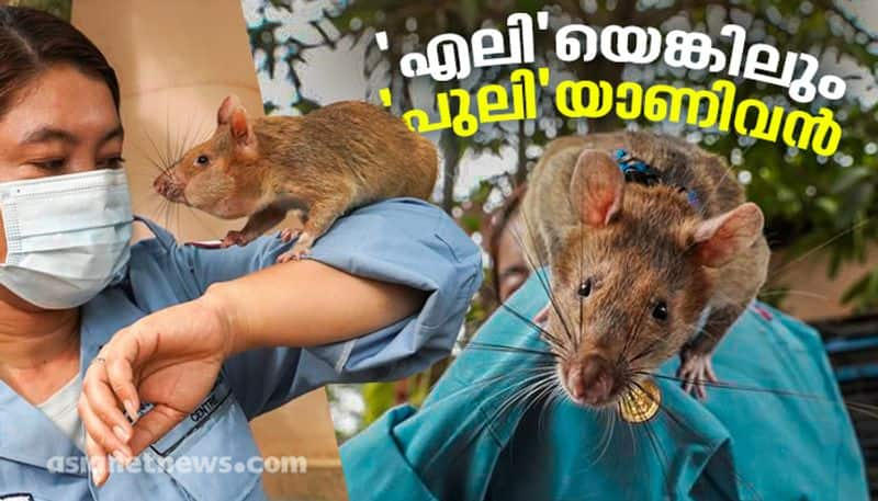 Magawa the mine sniffing rat retired from cambodia military service