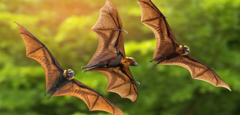 New coronaviruses found in bats amid renewed calls to probe Covid-19 origins