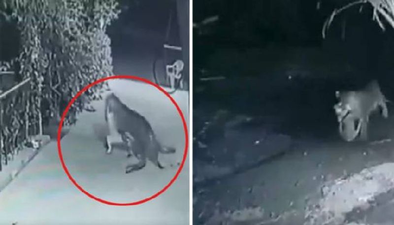 Leopard hunts pet dog sleeping outside house video goes viral