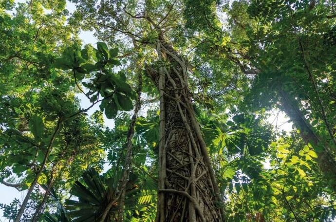 ভারতে প্রথম, কফি প্রজাতির এই গাছের সন্ধান মিলল এই জায়গায়