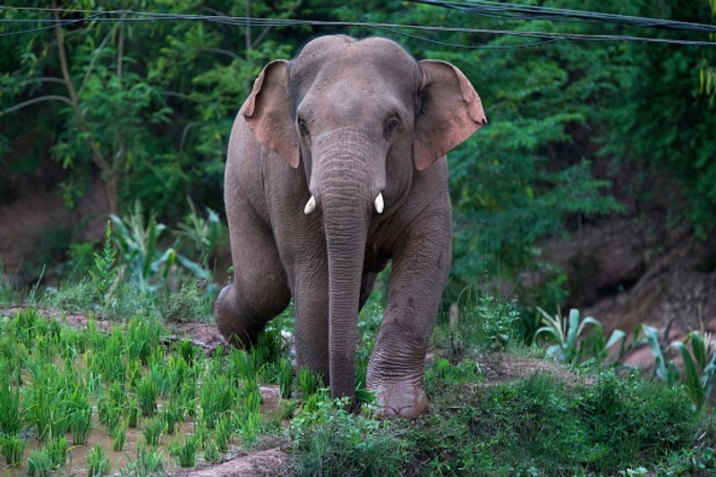 Elephant died in mysore Due to Electric shock snr