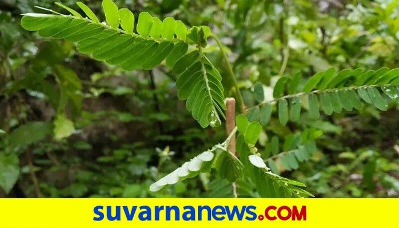 Medicinal importance of Nelanelli and recipe of Tambuli