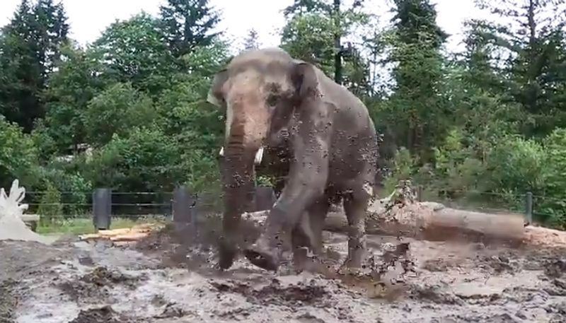 Elephant happily splashing in pool of mud is pure joy; watch the video-tgy