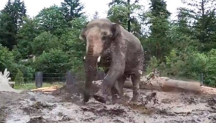 Elephant happily splashing in pool of mud is pure joy; watch the video