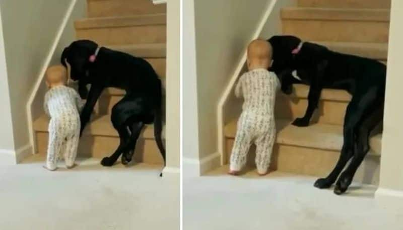 Pet dog stops baby from climbing stairs video goes viral