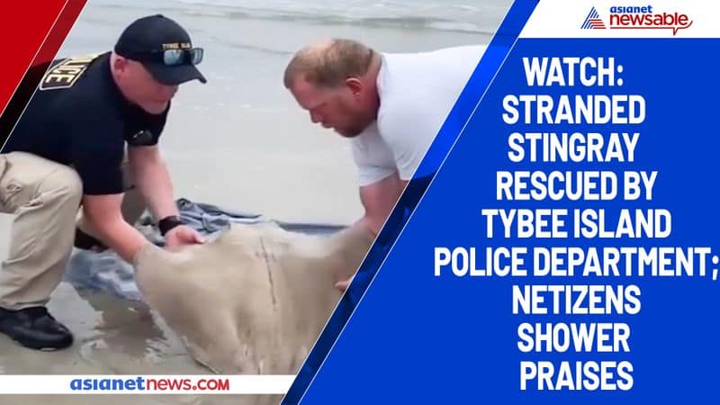 Watch Stranded stingray rescued by Tybee Island Police Department; netizens shower praises-tgy