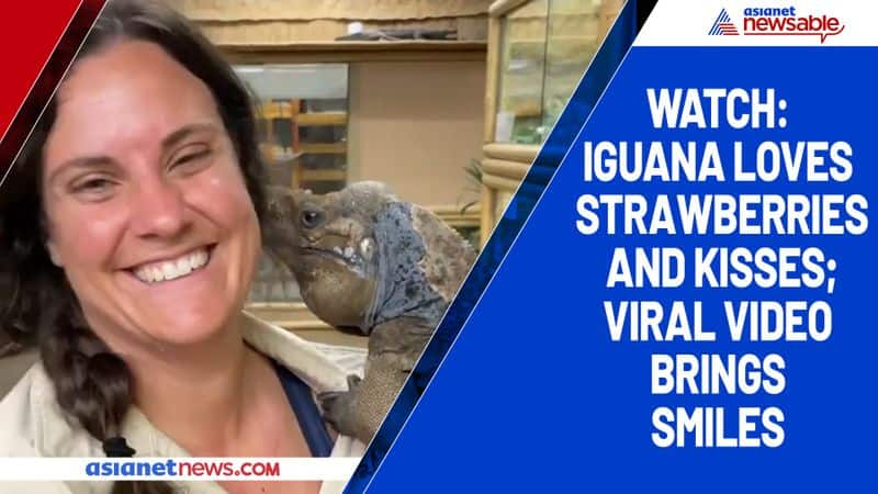 Watch Iguana loves strawberries and kisses; viral video brings smiles-tgy