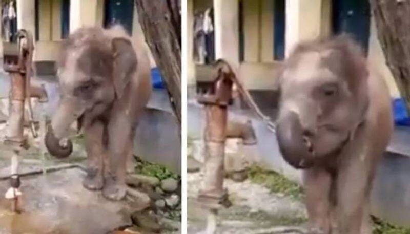 baby elephant drinking water from handpump video