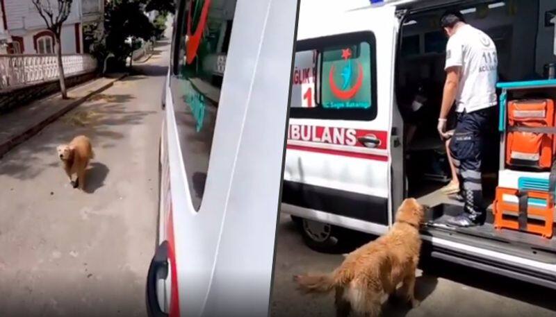 Dog chases Sick Owner's Ambulance To Hospital; Emotional video goes viral - gps