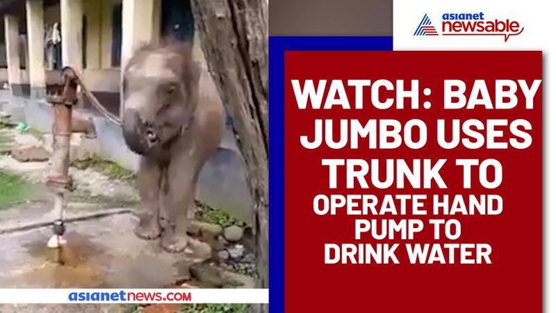 Baby Elephant Operates Hand Pump Using Trunk to Drink Water; Cute Video Goes Viral - gps