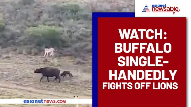 Brave Buffalo Fights With Lions to Save Its Calf, Netizens Inspired By Mother's courage - gps