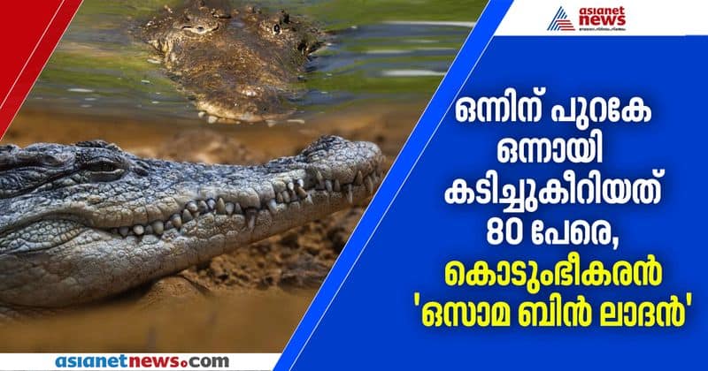 crocodile osama bin laden terrorised a village