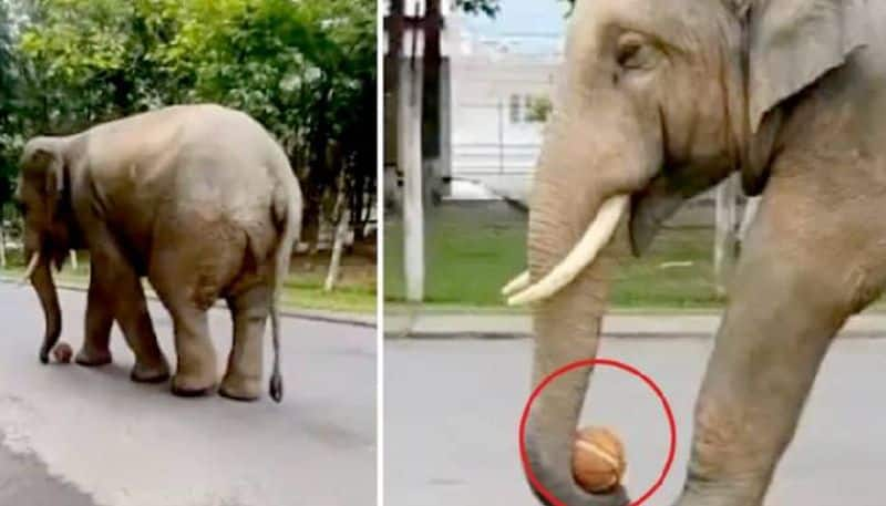 elephant plays with basketball in viral video