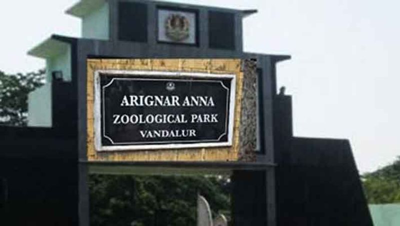 corona affect... Female Leopard dead in Vandalur Zoo