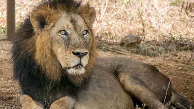 4 lions at chennai vandalur zoo tested corona virus delta variant positive