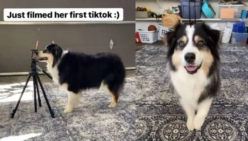 Dog Makes Her Own TikTok Video