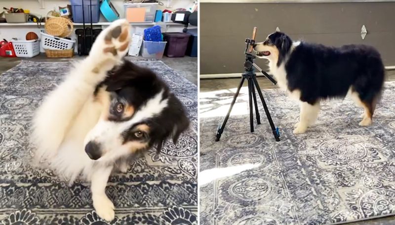 Dog records her own TikTok with nose boop; video goes viral-tgy