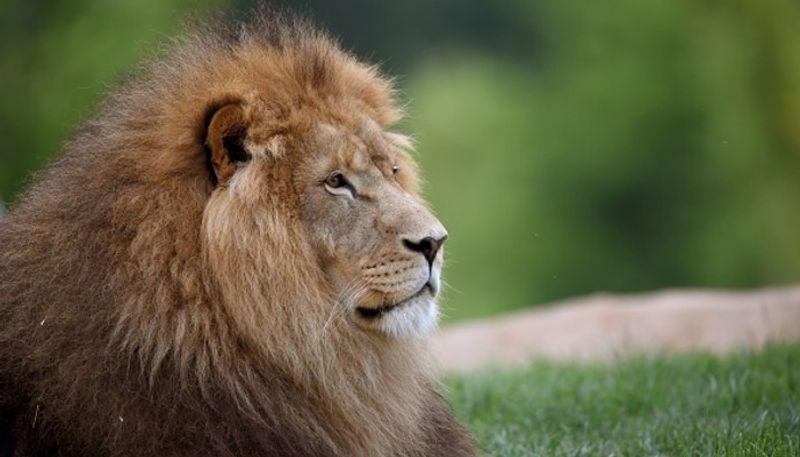 sri lanka seeks help from indian vets for treating covid affected lion