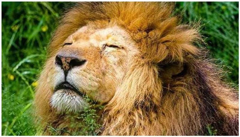 12-Year-Old Lion Dies Of COVID-19 At Tamil Nadu Zoo