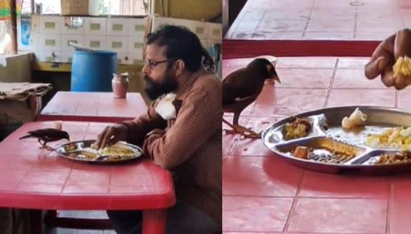 man and a bird sharing food from same plate video viral