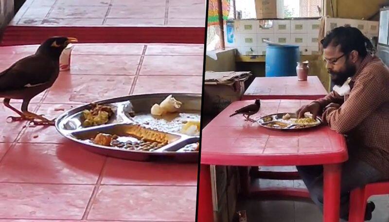 Man Shares Food With Bird From The Same Plate; Heartwarming Video Goes Viral - gps