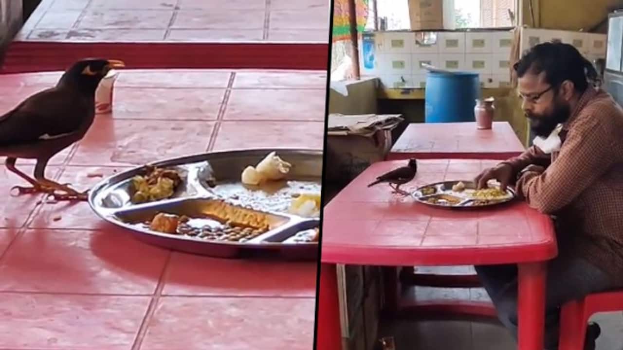 Man Shares Food With Bird From The Same Plate; Heartwarming Video Goes Viral