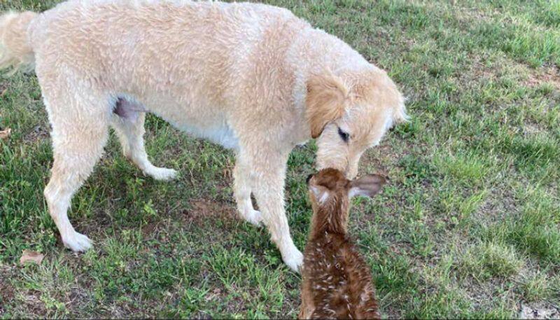 Pet dog saves baby deer from drowning in heartwarming viral video. Watch