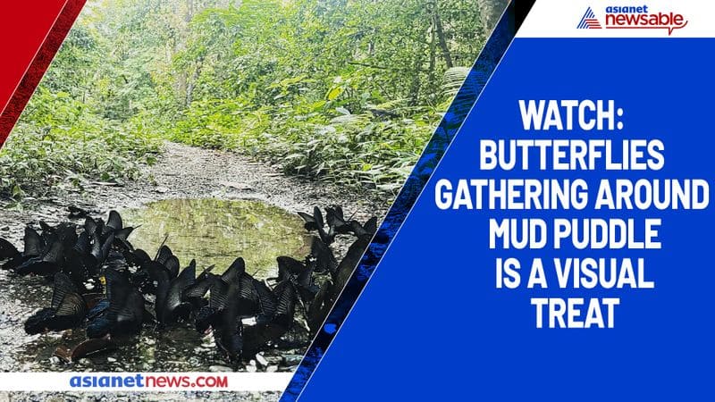 Watch Butterflies gathering around mud puddle is a visual treat-tgy