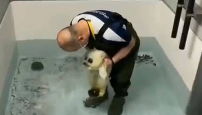 Baby Seal's Swim Lesson Will Melt Your Heart; Watch viral video - gps