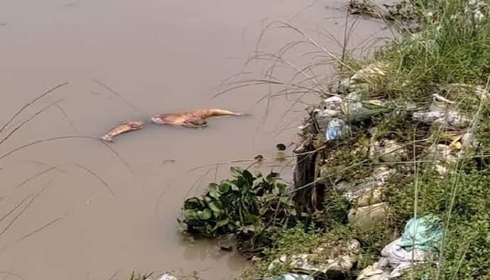 Maldah River- মালদহে নদীতে ভাসছে একের পর এক মৃতদেহ, দুর্বিষহ অবস্থায় কয়েকশো পরিবার