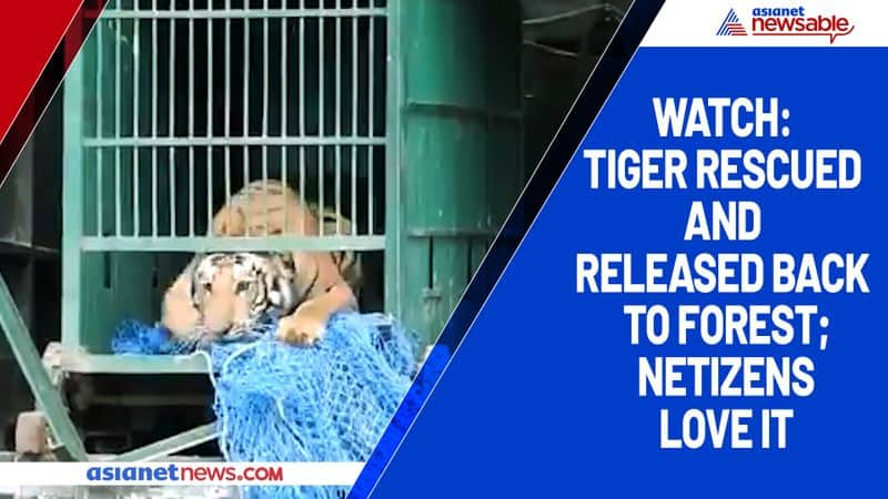 Watch Tiger rescued and released back to forest; netizens love it-tgy