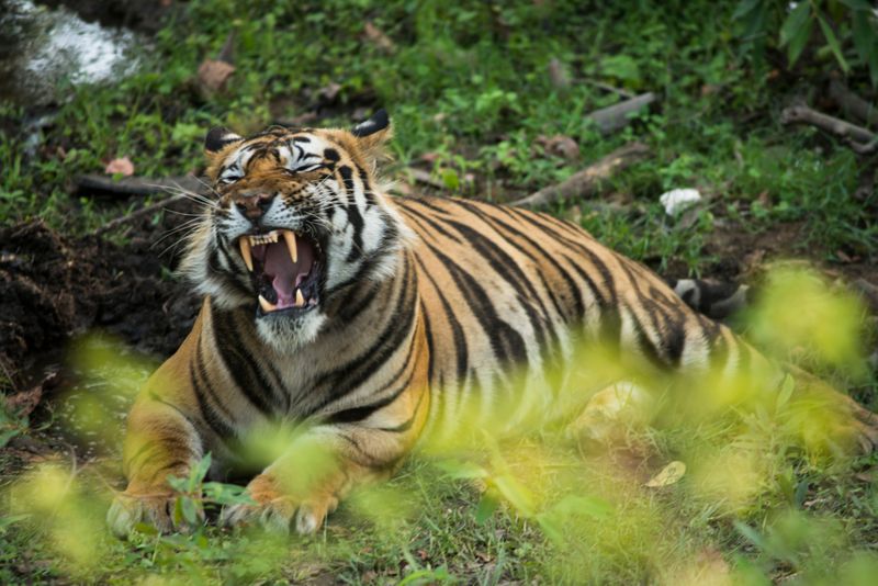 pugmarks of tiger spotted in mulugu, mahaboobabad forest agency