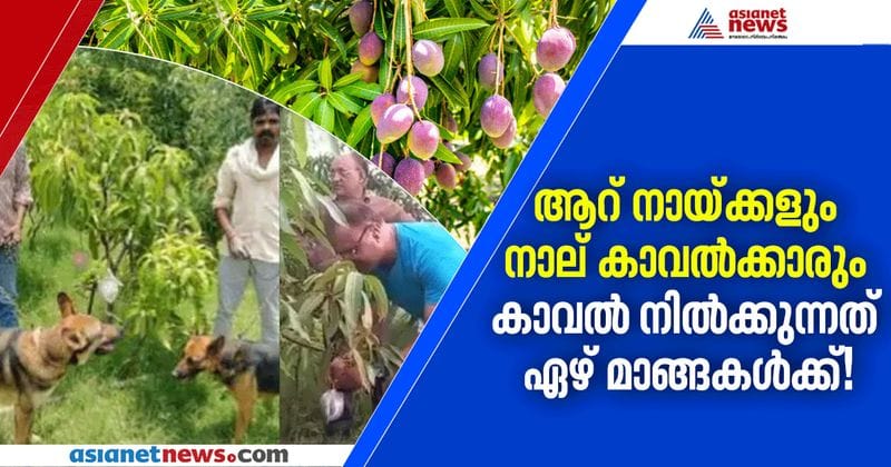 MP couple cultivates  worlds most expensive mangoes