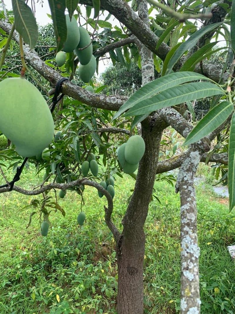 Karnataka First Kisan Rail carrying 250 Tonnes Mangoes from Kolar to Delhi ckm