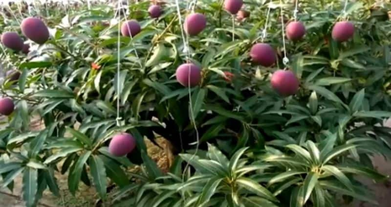 Madhya Pradesh Farmer 'Accidentally' Grew Rare Japanese Mangoes Which Sell For Rs 21,000 Per Piece