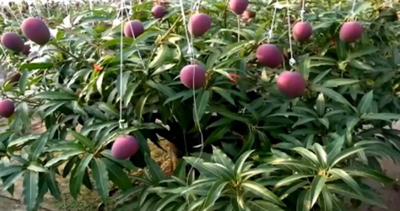 Madhya Pradesh Farmer 'Accidentally' Grew Rare Japanese Mangoes Which Sell For Rs 21,000 Per Piece