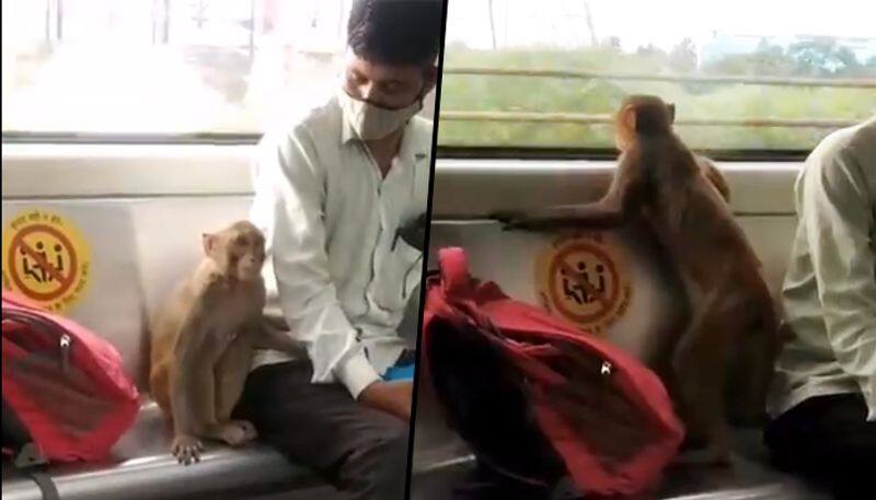 Monkey enjoys ride in Delhi Metro with Passengers; watch this viral video - gps