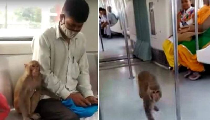 monkey in delhi metro viral video