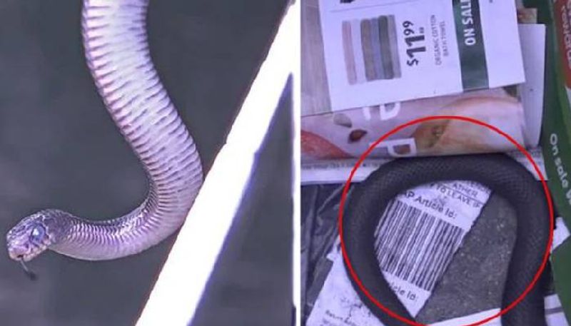 woman finds venomous reptile hiding in sunshine coast wheelie bin