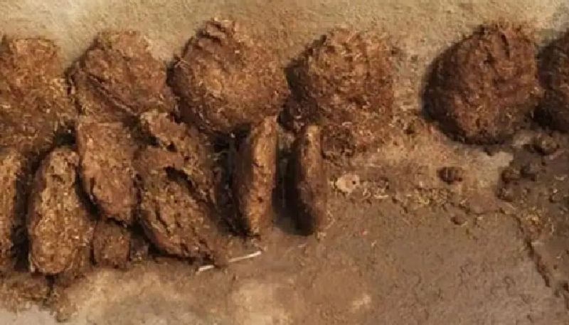 800 kilogram cow dung stolen from chhattisgarh village