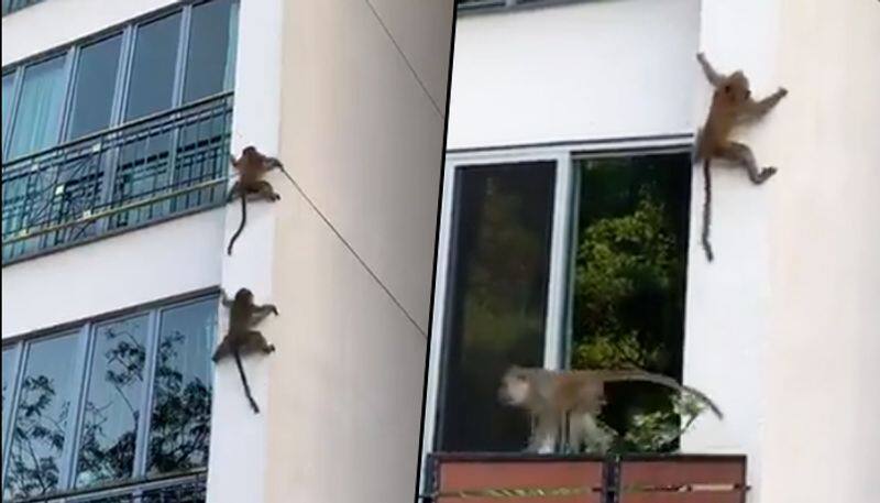 Monkeys sliding down a building will definitely vanish your Monday blues; Viral Video - gps