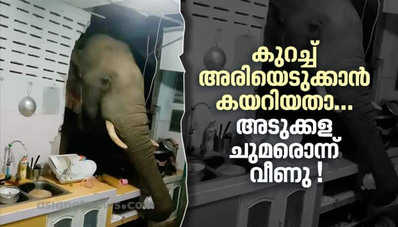 hungry elephant smashed the kitchen wall to steal rice at thailand