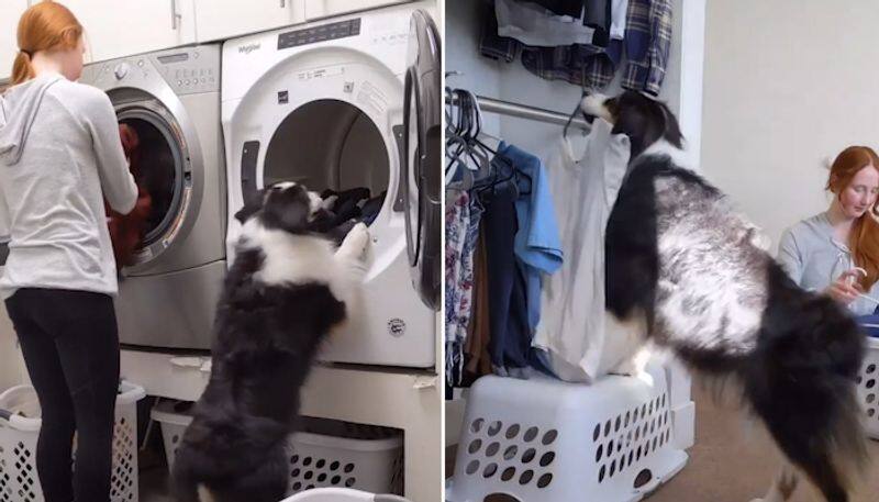 Dog helps human to do her laundry; internet goes awe, watch video-tgy