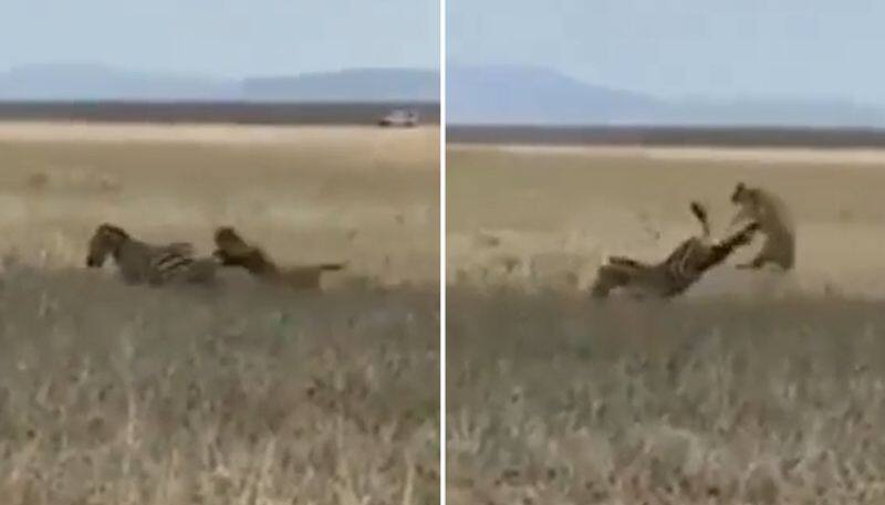 Zebra kicking away lioness while hunting goes viral; watch the video-tgy