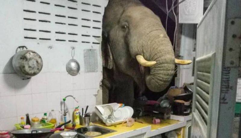 hungry elephant in kitchen video