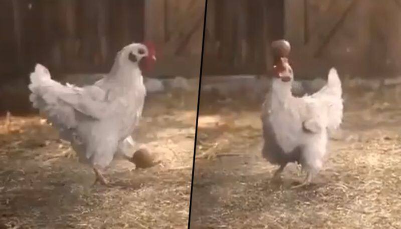 Rooster Performs Cool Stunts With Egg; Netizens ask if it is 'trained by Cristiano Ronaldo' - gps