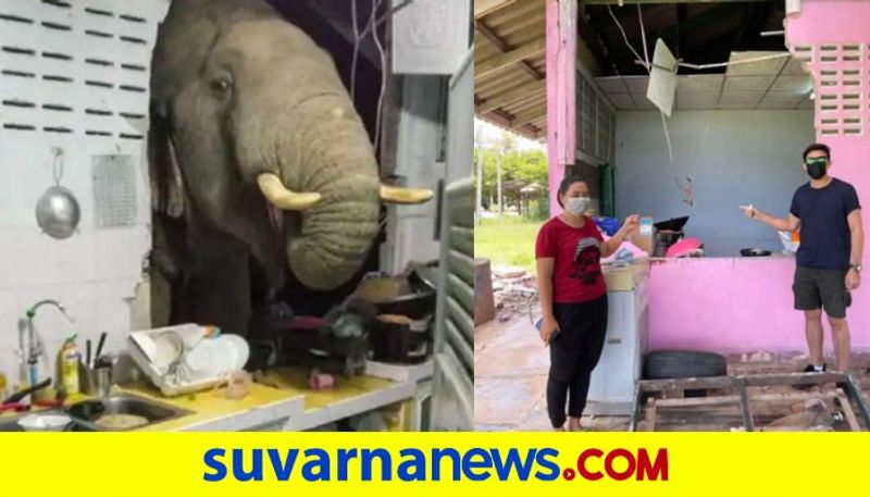 Elephant in the room Animal crashes through kitchen wall as it looks for food dpl