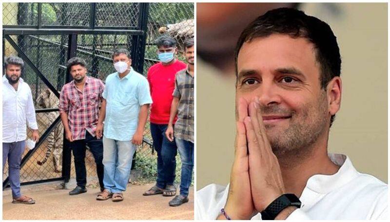 Karnataka Youth Congress Adopts Zoo White Tiger in name of Rahul Gandhi on his  Bday