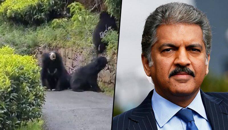 Bear charges towards a bike; Anand Mahindra shares this viral video - gps