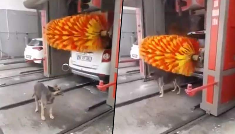 Dog makes maximum use of brush rollers of cars; Harsh Goenka shares viral video - gps